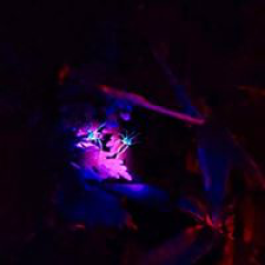 twilight rainforest nature walk light