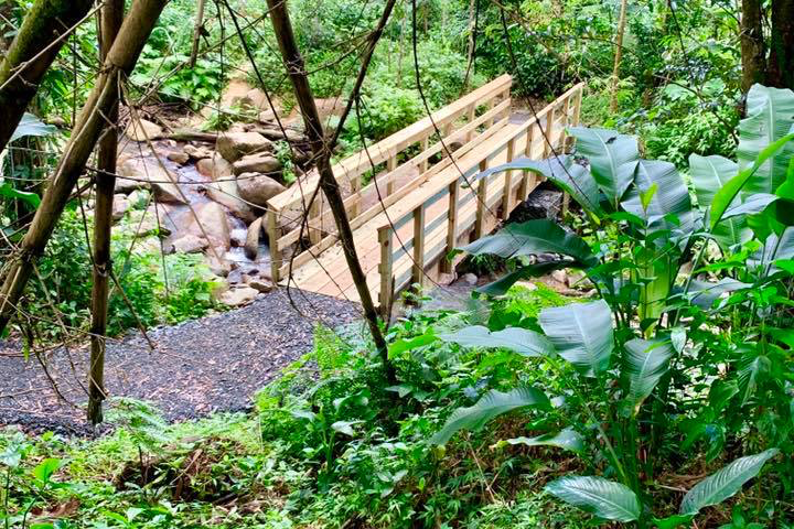 bridge in the middle of forest